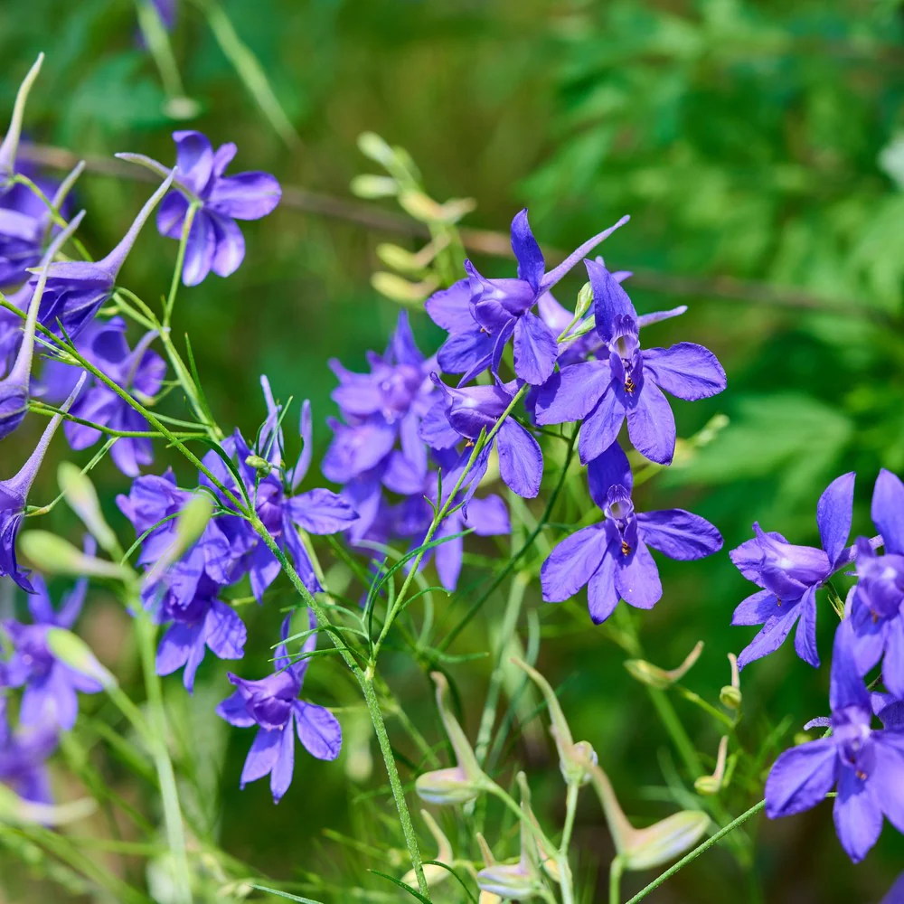Shades of Blue Larkspur Seeds - Image 4