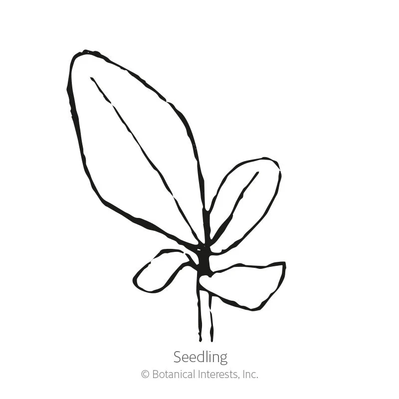 Shades of Summer Verbascum (Mullein) Seeds - Image 2