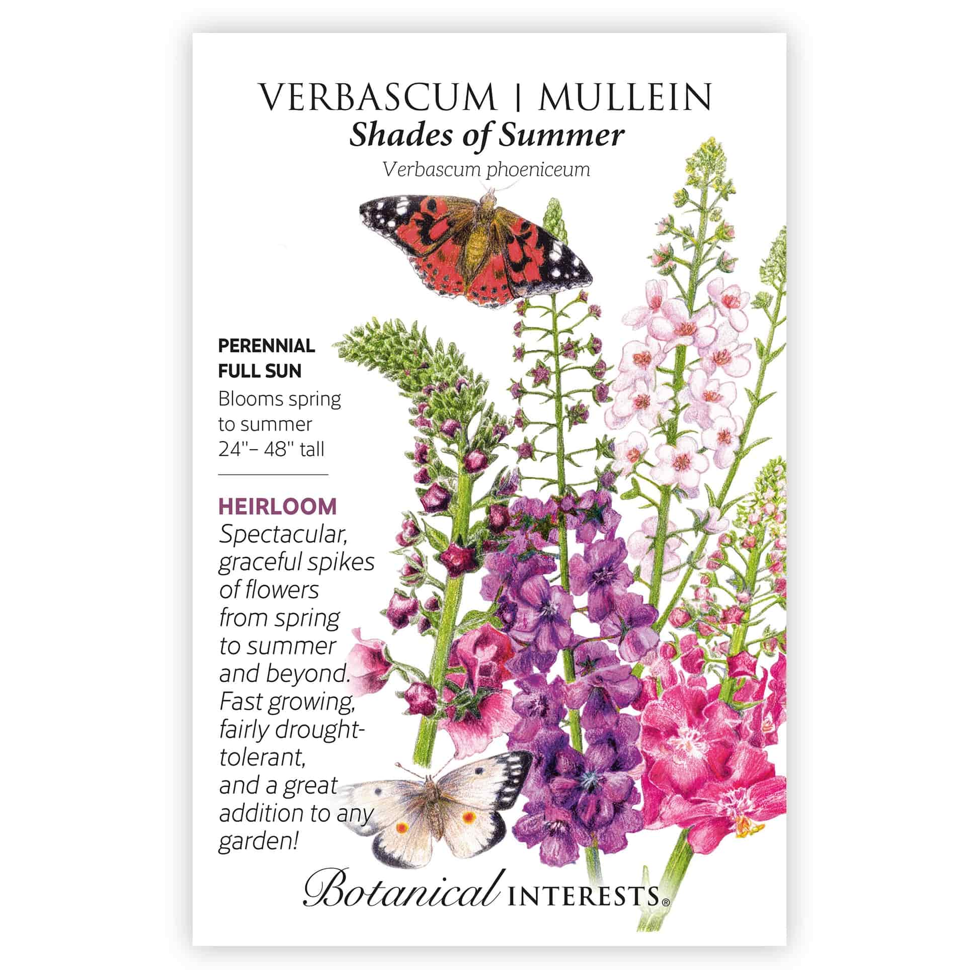 Shades of Summer Verbascum (Mullein) Seeds - Image 3