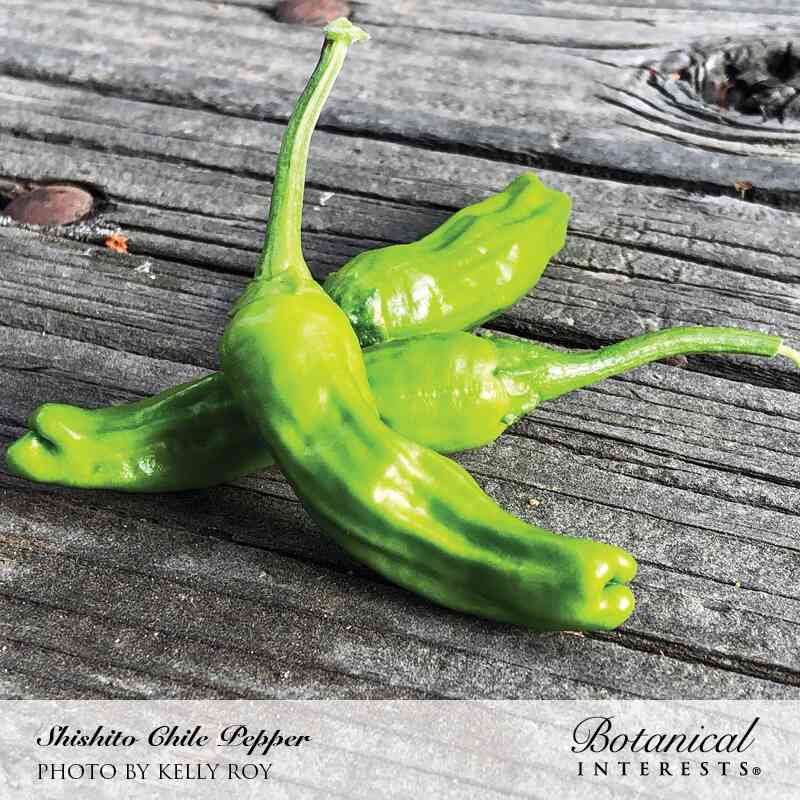 Shishito Chile Pepper Seeds - Image 4