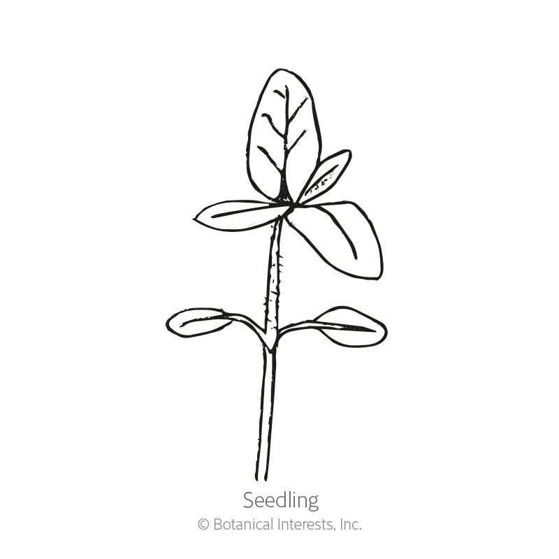 Shock-O-Lat Sunflower Seeds - Image 2