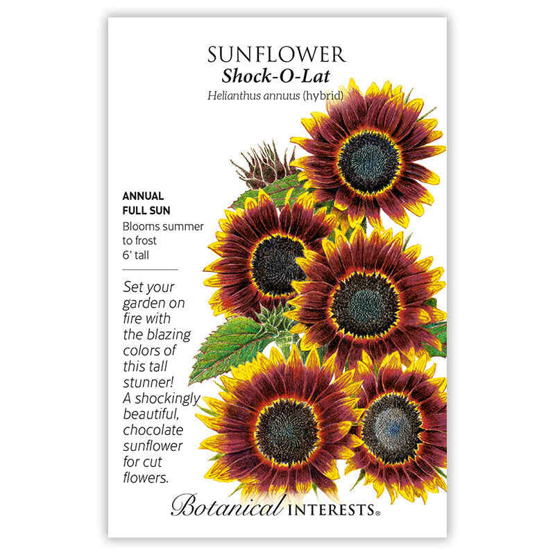 Shock-O-Lat Sunflower Seeds - Image 3