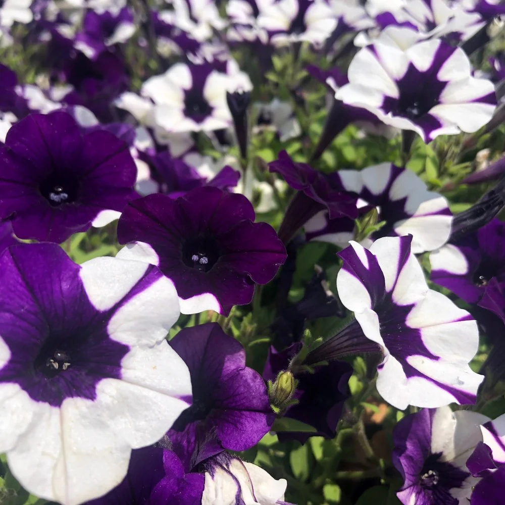 Shock Wave Purple Tie Dye Petunia Seeds - Image 5
