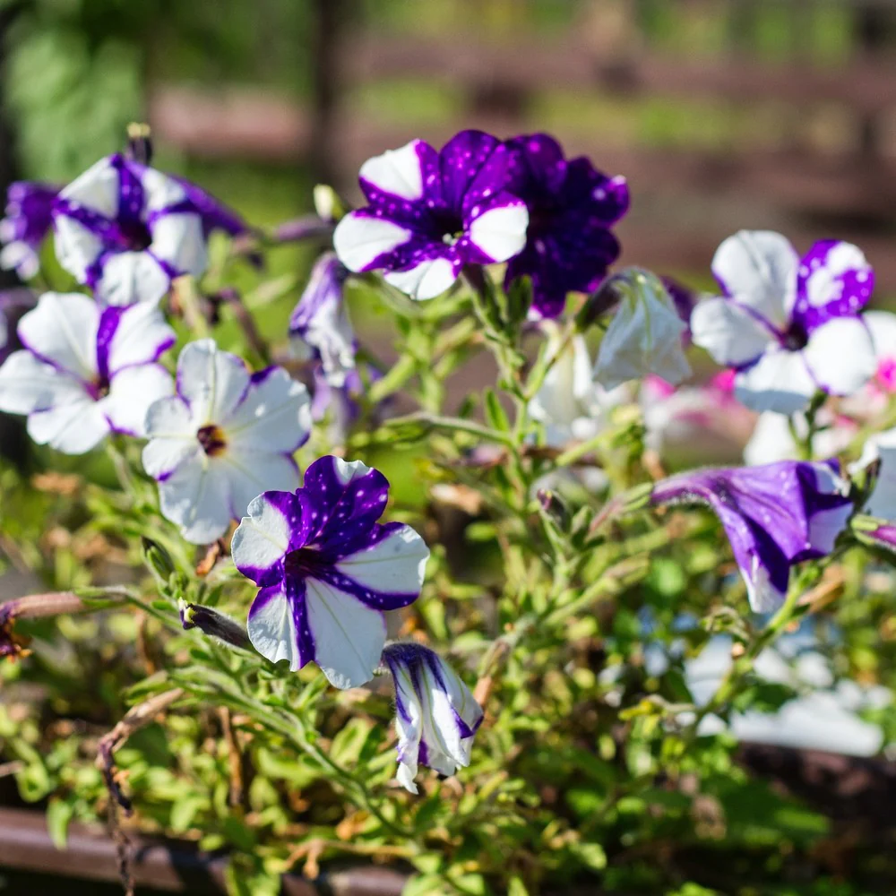 Shock Wave Purple Tie Dye Petunia Seeds - Image 6