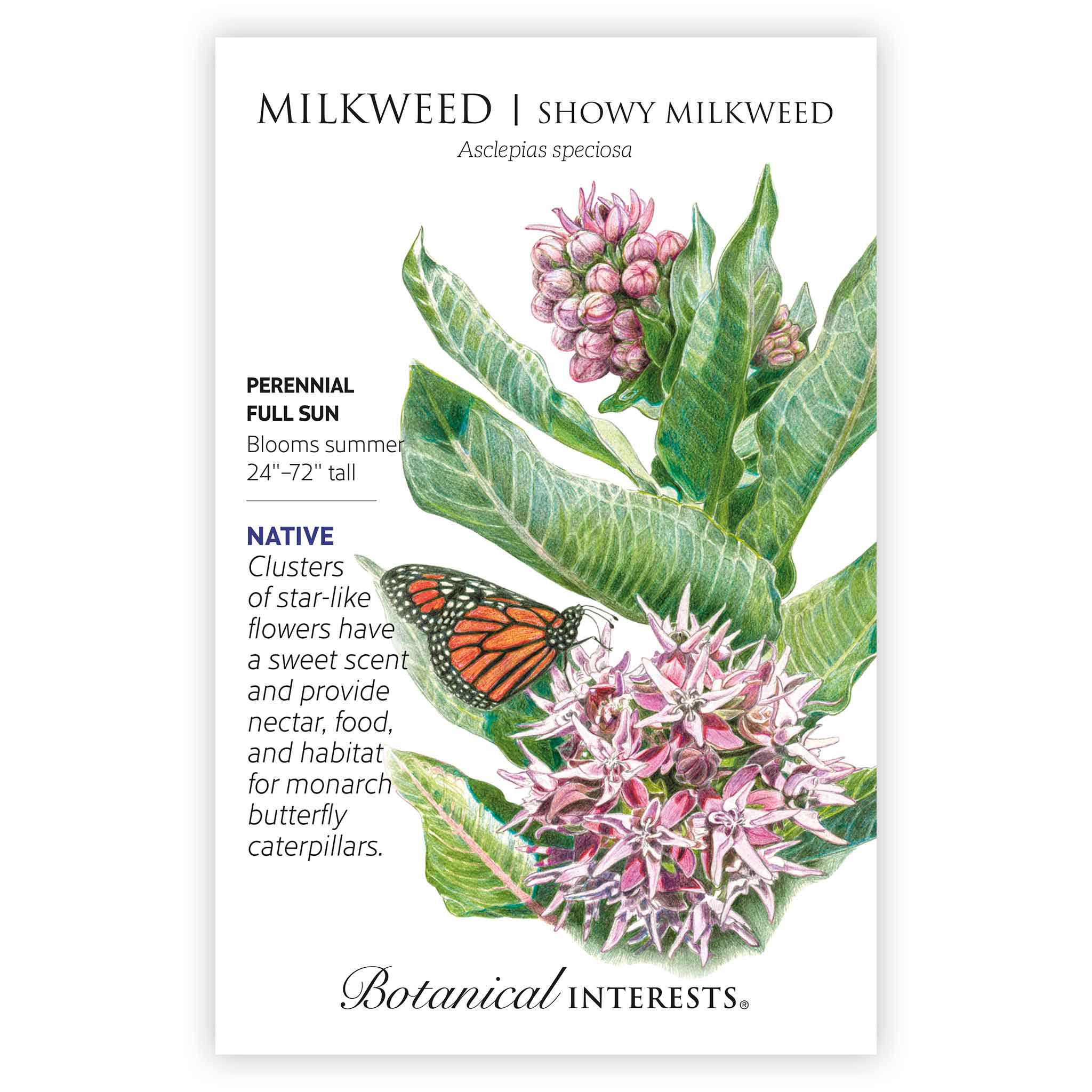 Showy Milkweed/Butterfly Flower Seeds - Image 3