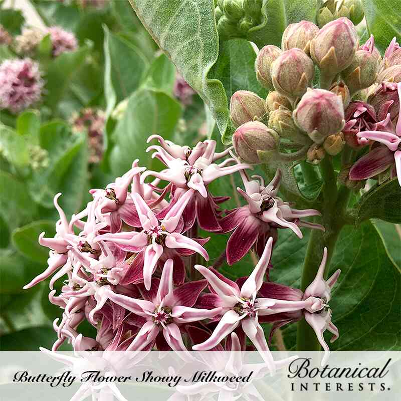 Showy Milkweed/Butterfly Flower Seeds - Image 4
