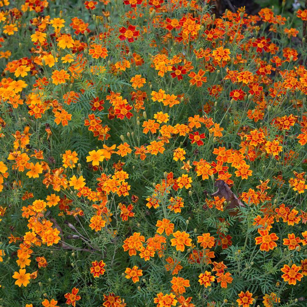 Gem Blend Signet Marigold Seeds - Image 4