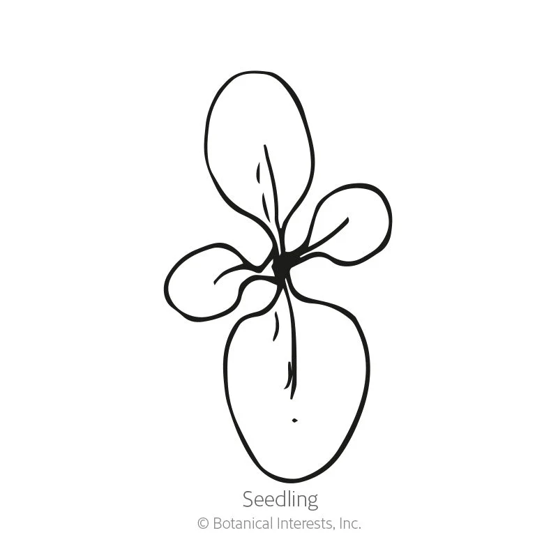 Silverdust Dusty Miller Seeds - Image 2