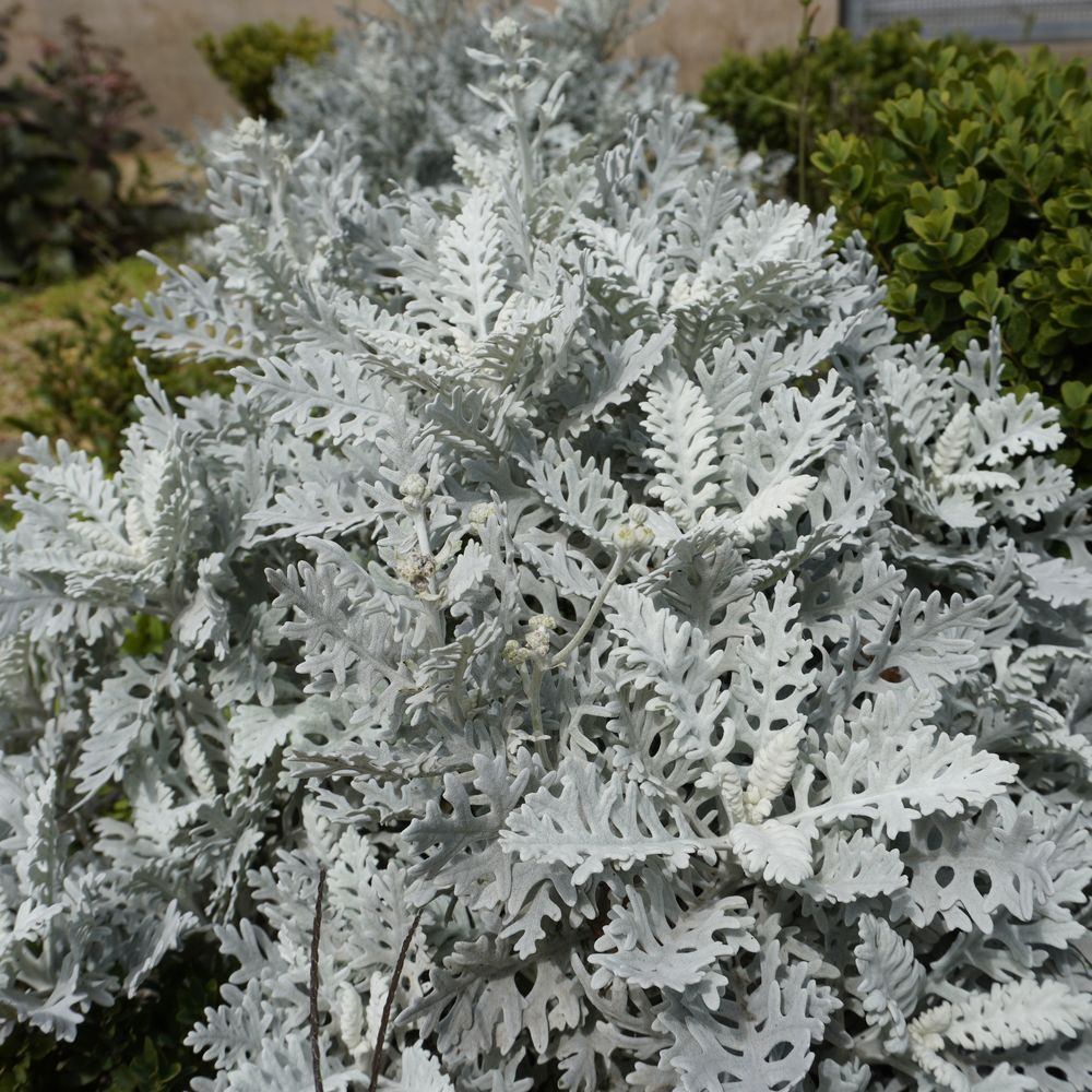 Silverdust Dusty Miller Seeds - Image 4