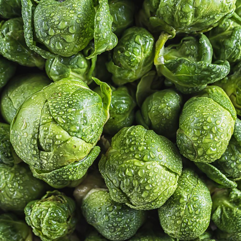 Silvia Brussels Sprouts Seeds - Image 5