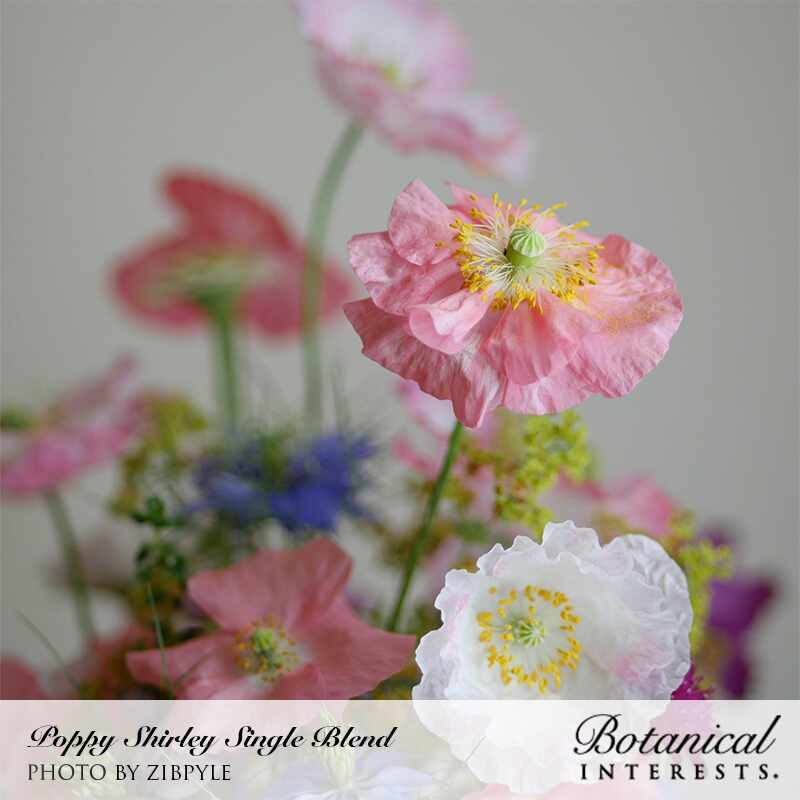 Shirley Single Blend Corn Poppy Seeds - Image 4