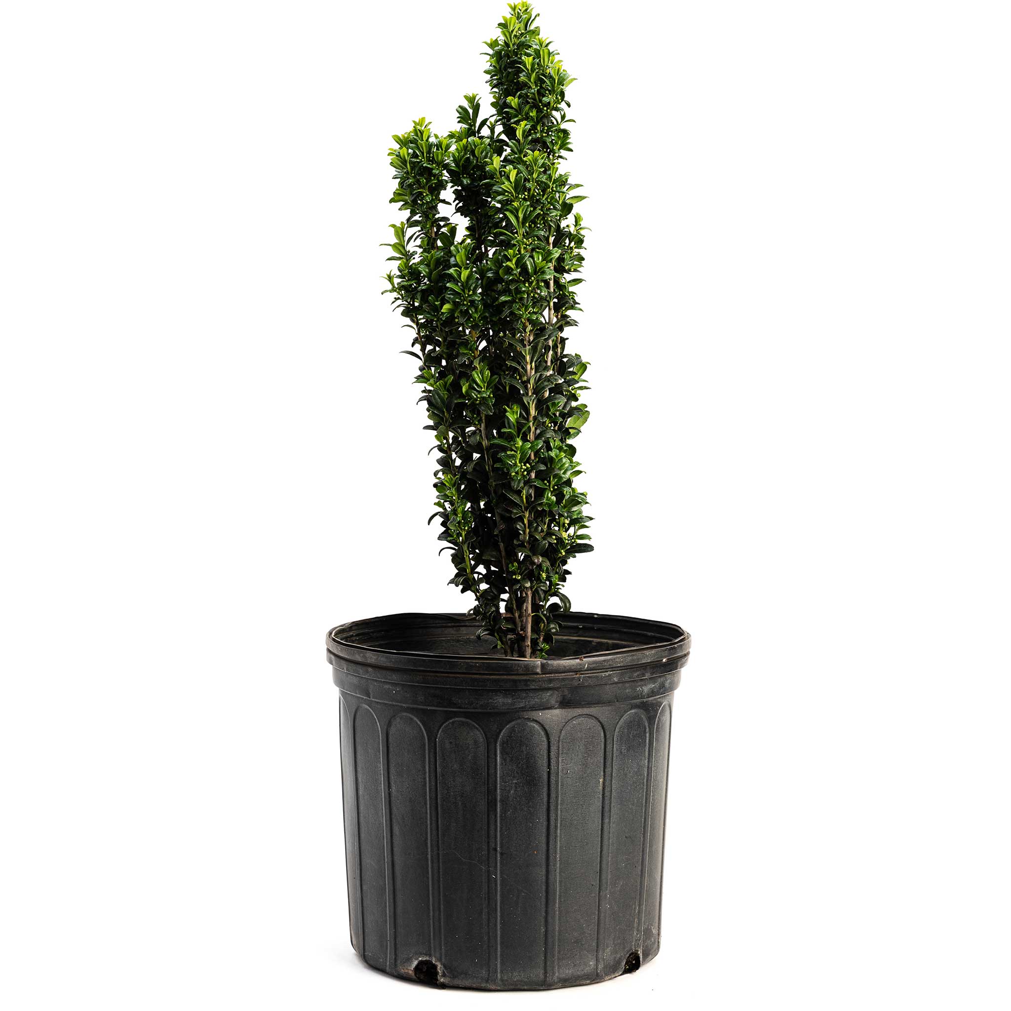 Sky Pencil Holly - Image 12
