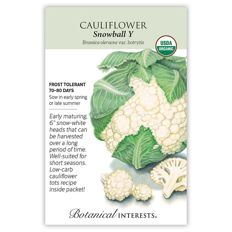 Snowball Y Cauliflower Seeds - Image 3