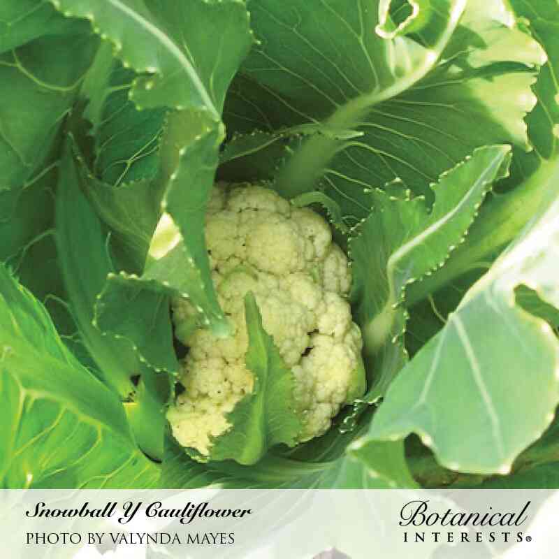 Snowball Y Cauliflower Seeds - Image 4