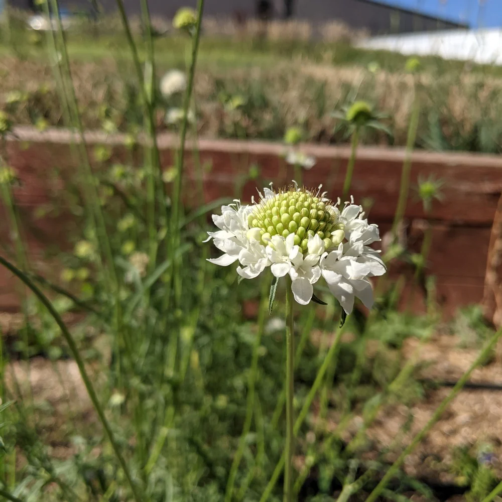 Snowmaiden Scabiosa Seeds - Image 5