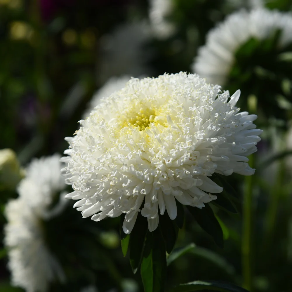 Snowmaiden Scabiosa Seeds - Image 6