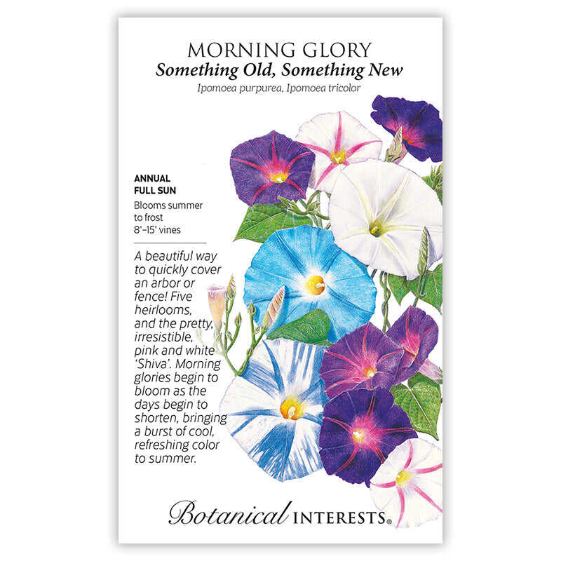 Something Old Something New Morning Glory Seeds - Image 3