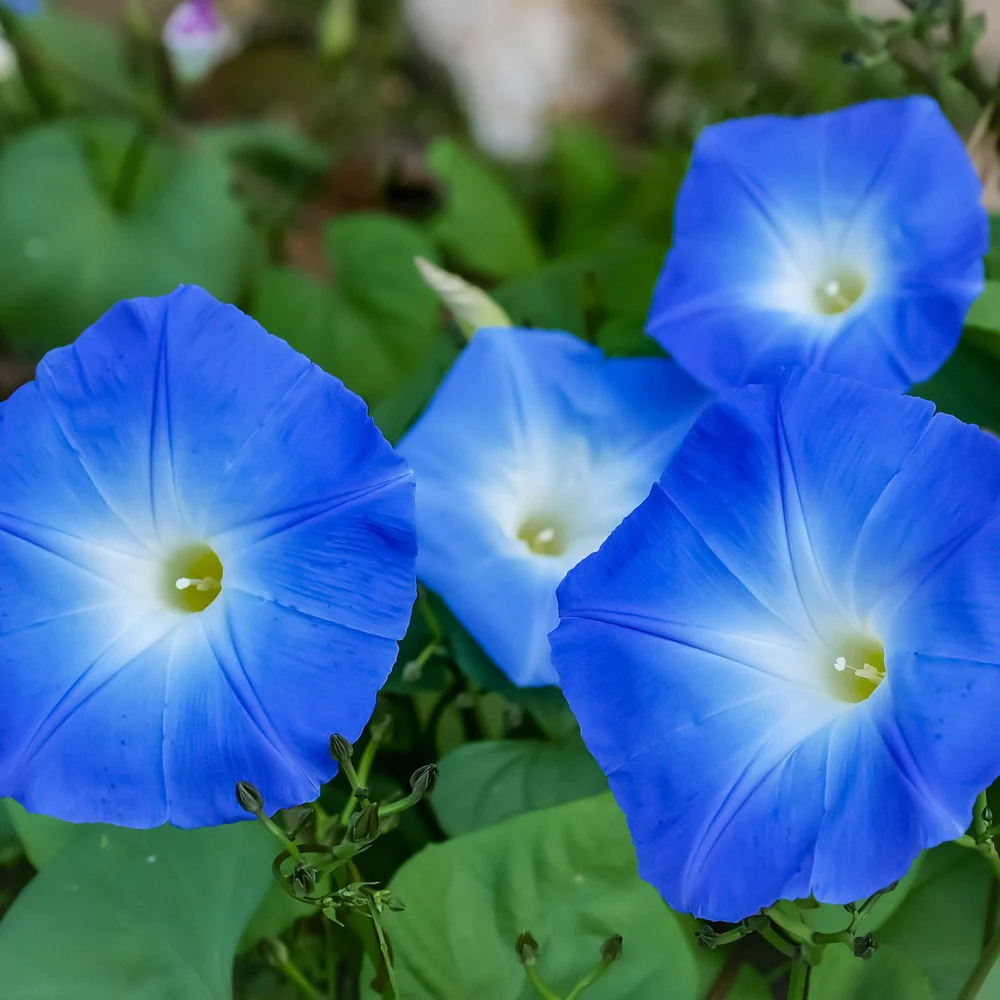 Something Old Something New Morning Glory Seeds - Image 4