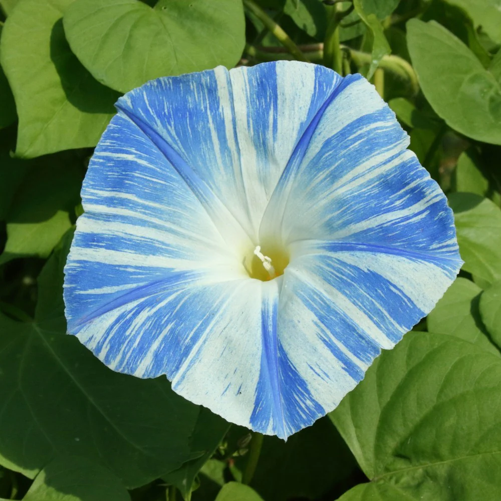Something Old Something New Morning Glory Seeds - Image 5