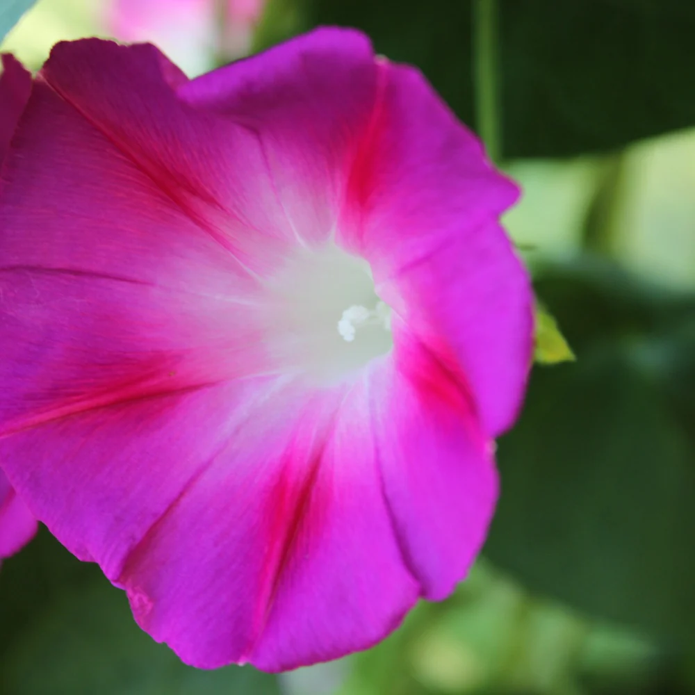 Something Old Something New Morning Glory Seeds - Image 6