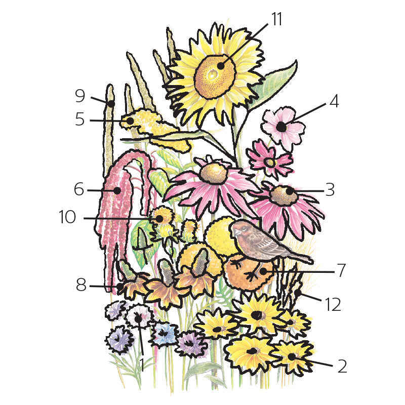 Songbird Delight Flower Mix Seeds - Image 3