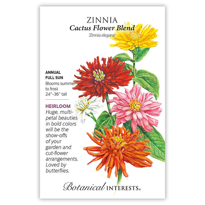 Cactus Flower Blend Zinnia Seeds - Image 3