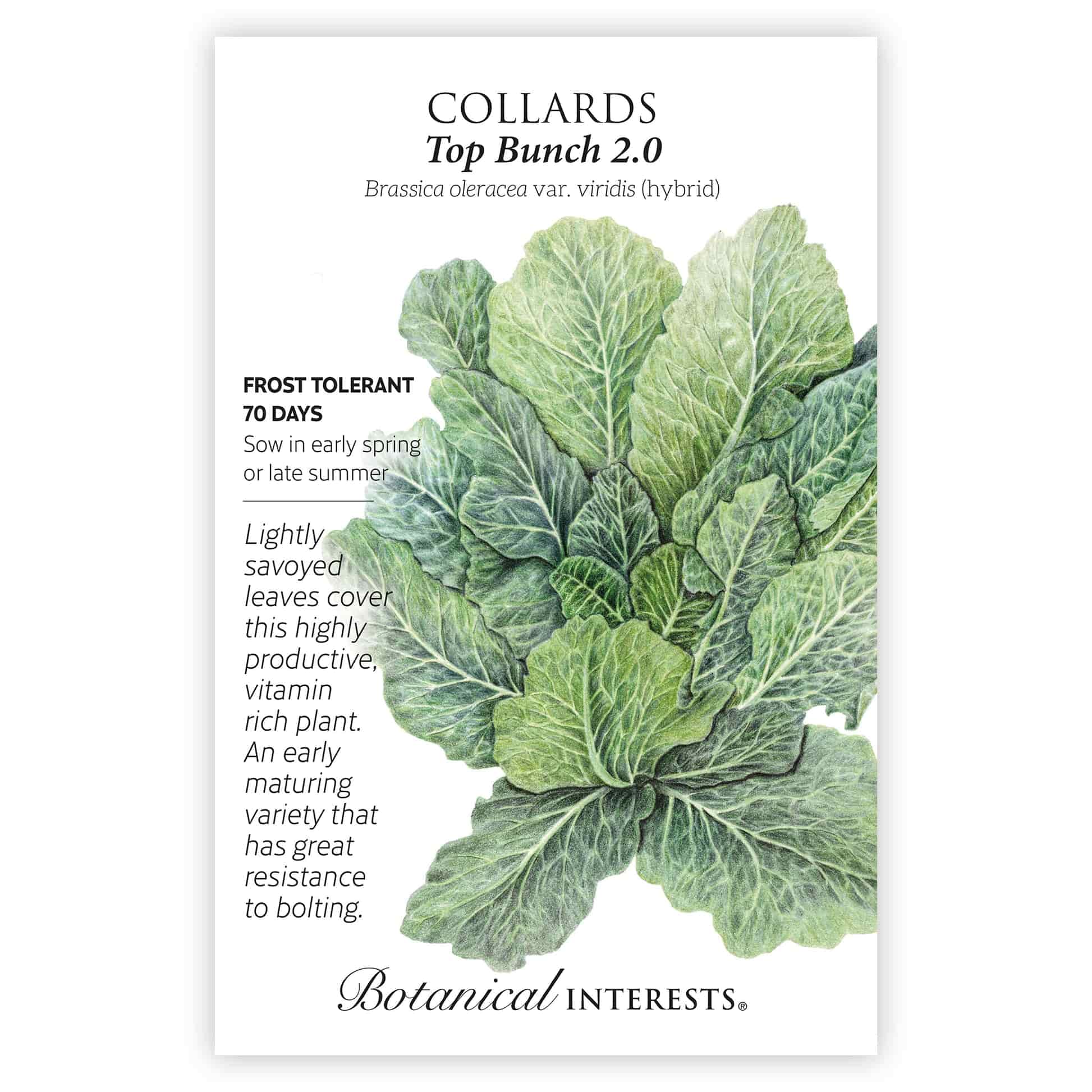 Top Bunch 2.0 Collards Seeds - Image 3