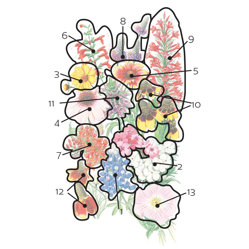 Southern Hills and Plains Flower Mix Seeds - Image 3