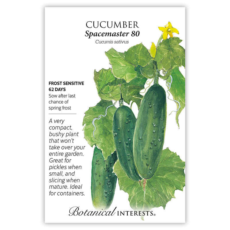 Spacemaster 80 Cucumber Seeds - Image 3