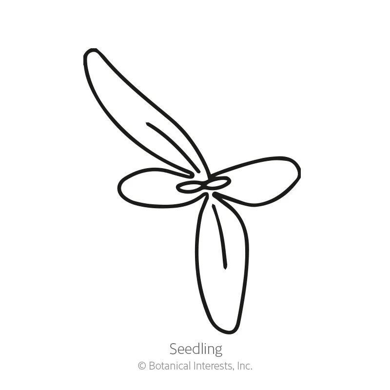 Sparkle Blend Iceplant (Livingstone Daisy) Seeds - Image 2