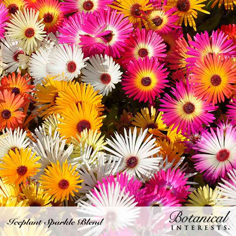 Sparkle Blend Iceplant (Livingstone Daisy) Seeds - Image 4