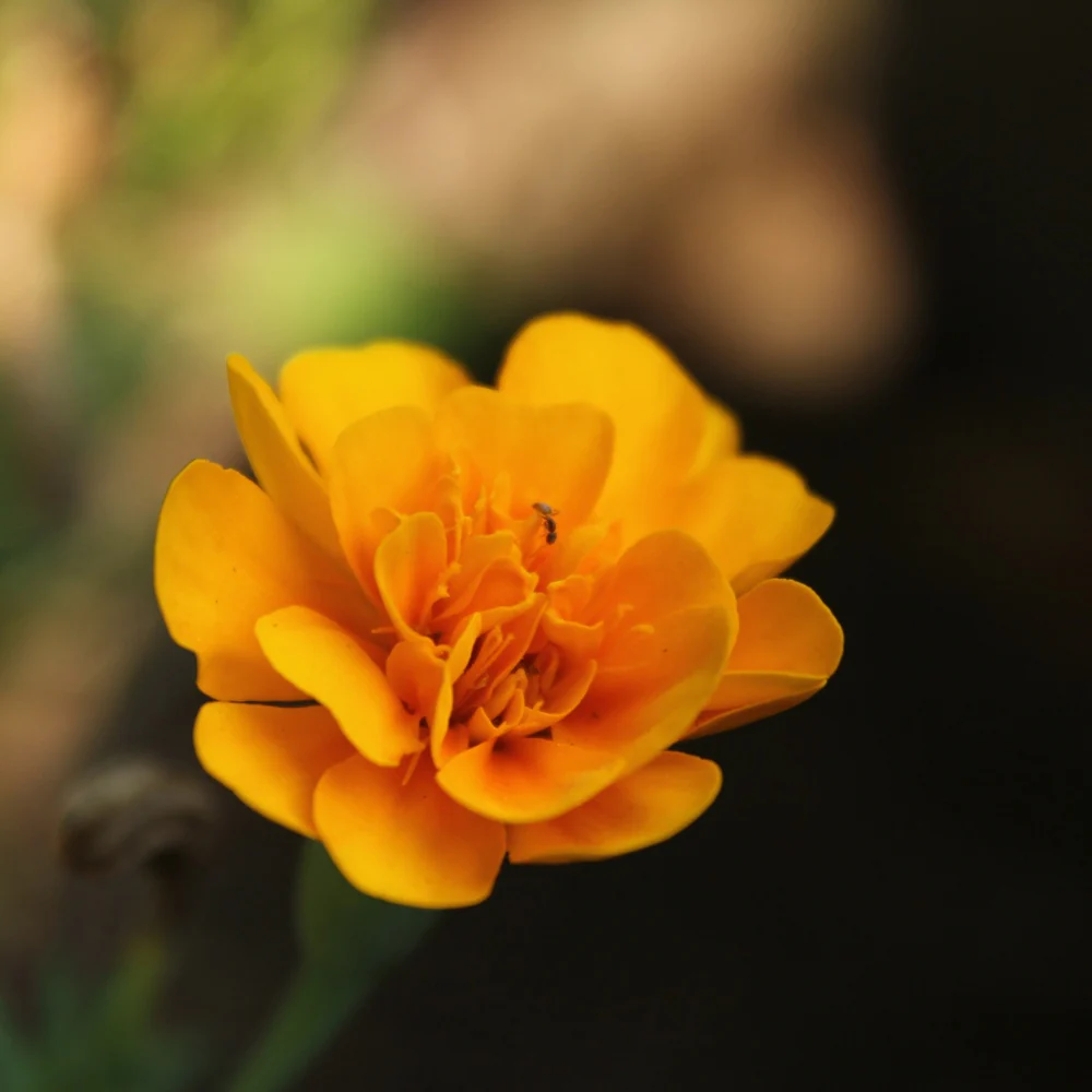 Sparky Apricot Poppy Seeds - Image 4