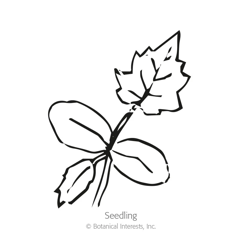Speckled Swan Hard-shelled Gourd Seeds - Image 2