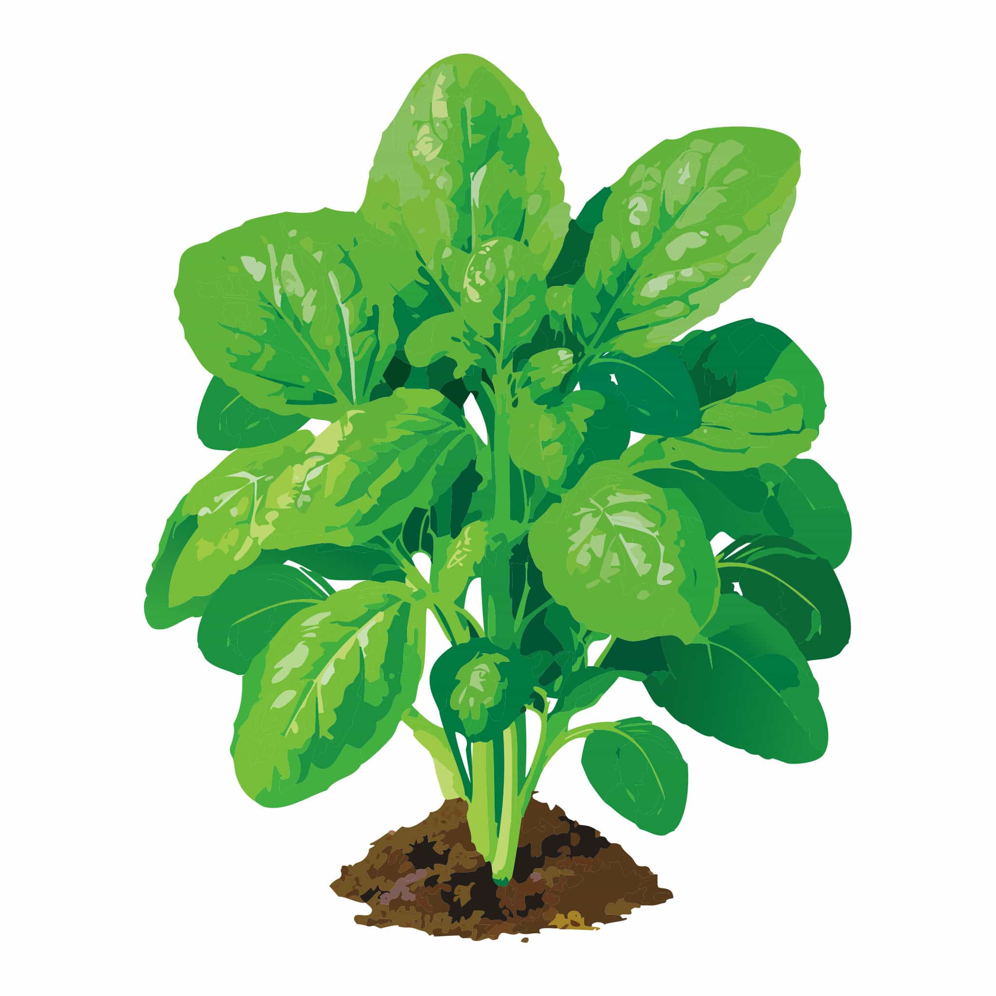 America Spinach