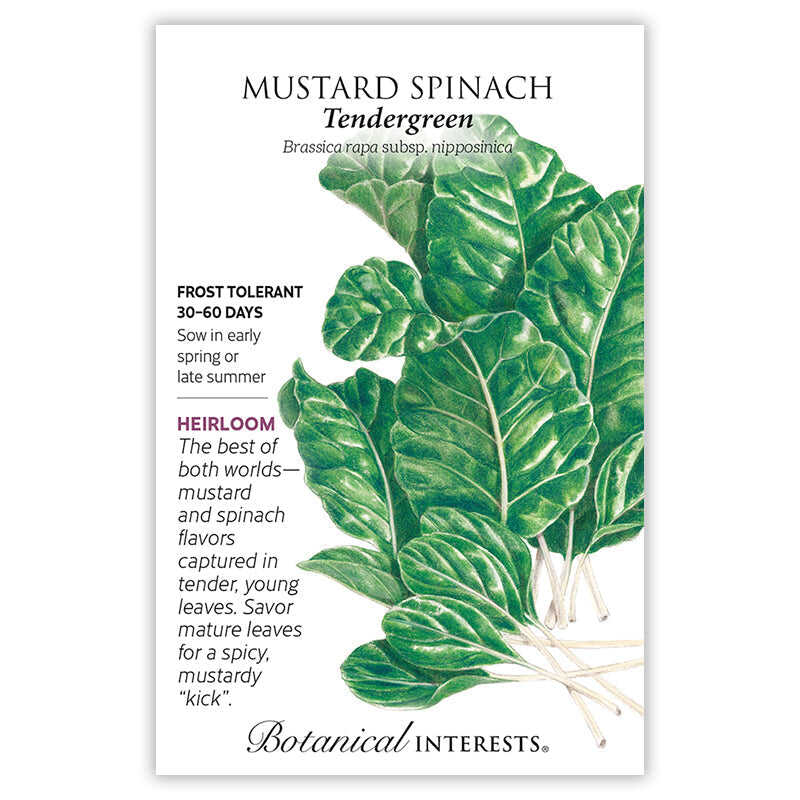 Tendergreen Mustard Spinach Seeds - Image 3