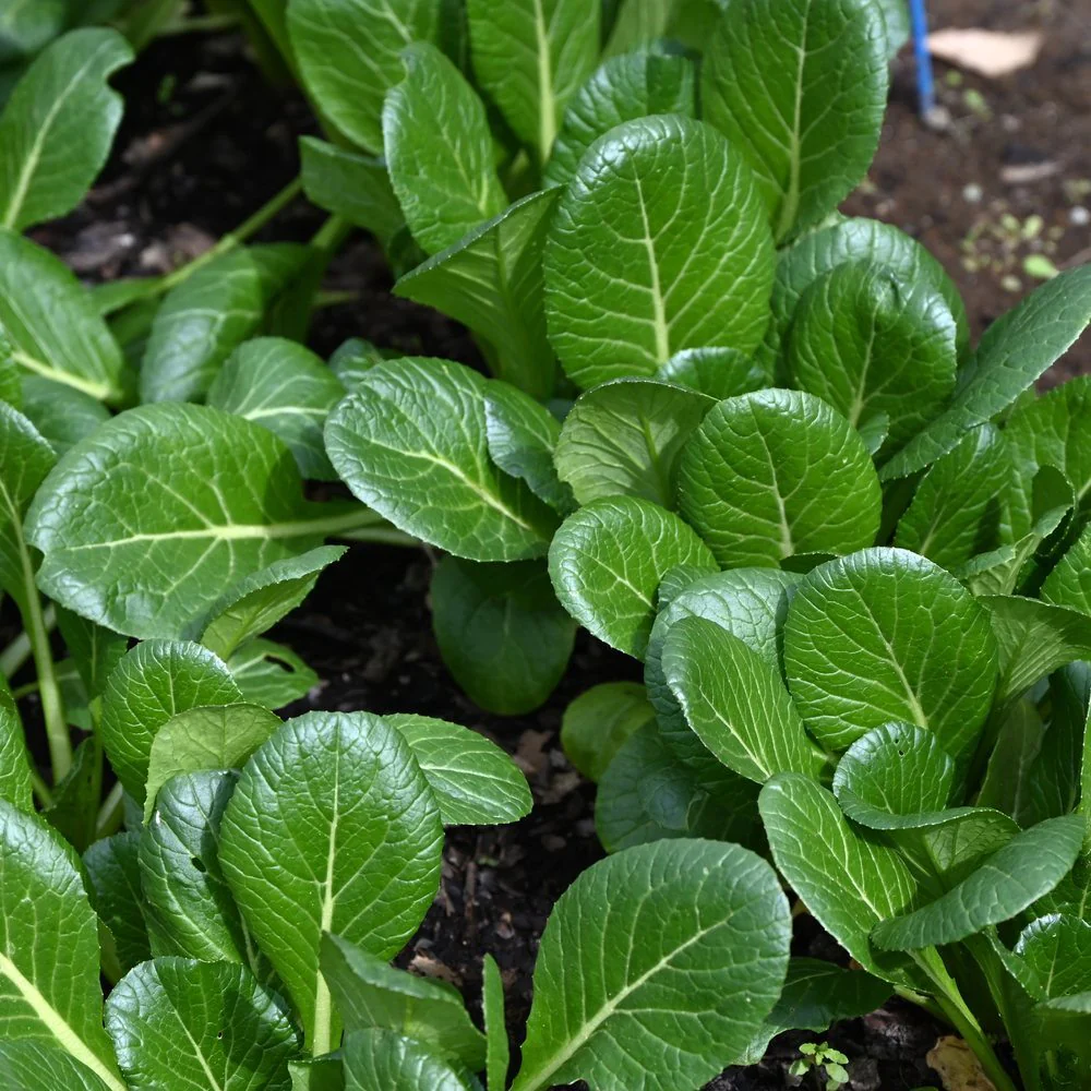 Tendergreen Mustard Spinach Seeds - Image 4