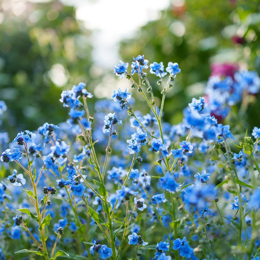 Spring and Summer Forget-Me-Not Seeds - Image 4