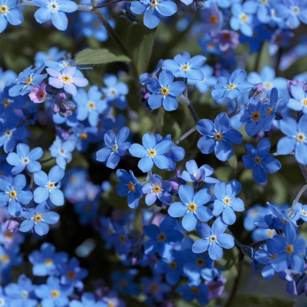Spring and Summer Forget-Me-Not Seeds - Image 5