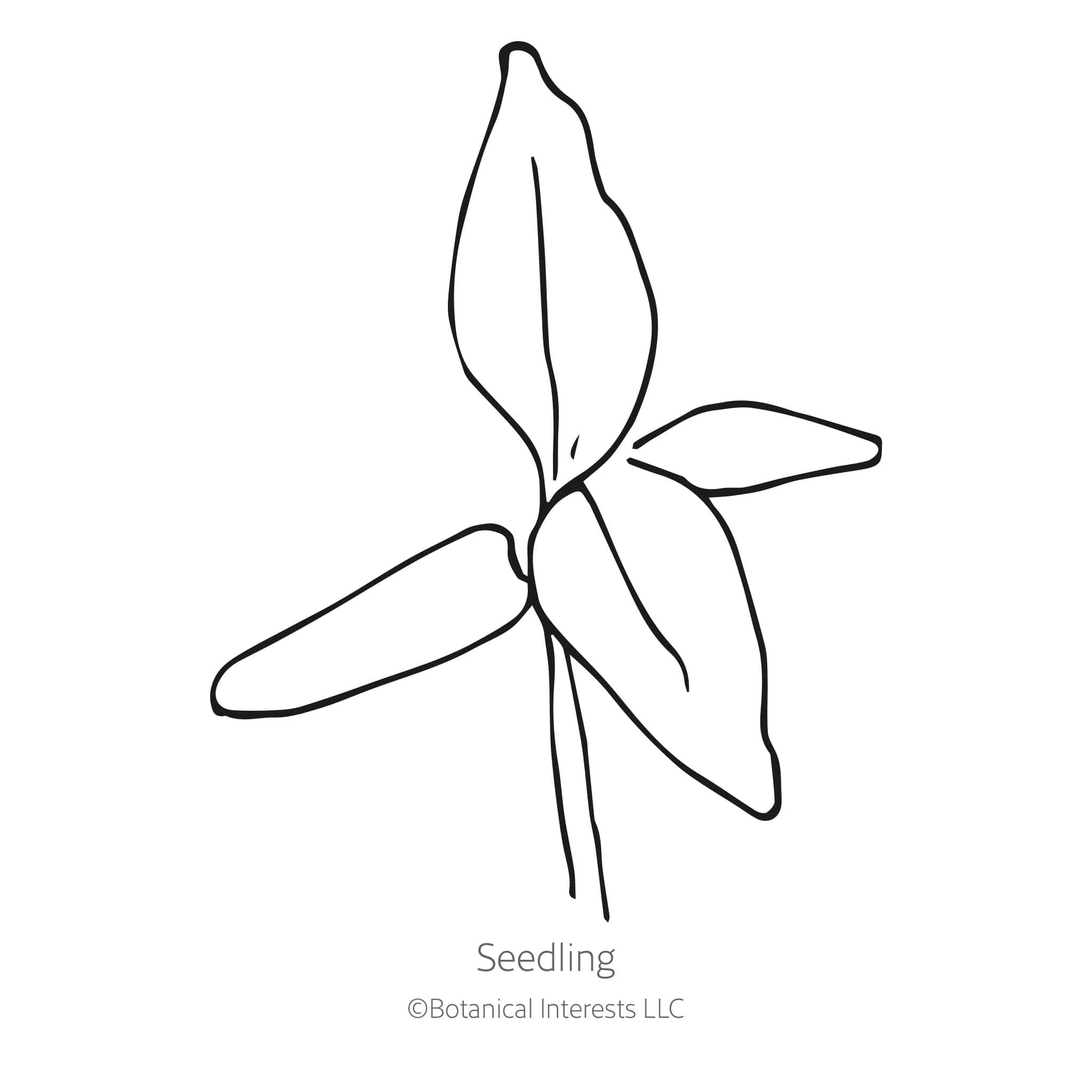 Spring Green Celosia Seeds - Image 2