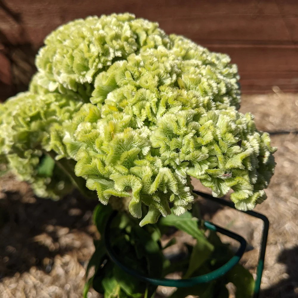 Spring Green Celosia Seeds - Image 5