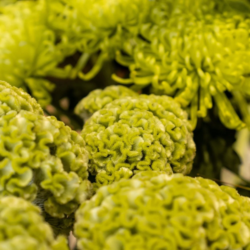 Spring Green Celosia Seeds - Image 6