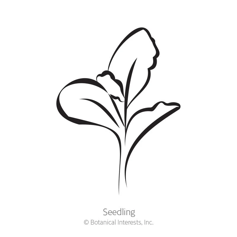 Starflower Scabiosa/Pincushion Flower Seeds - Image 2