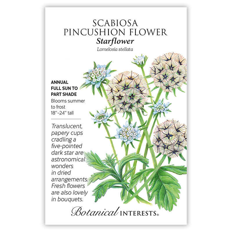 Starflower Scabiosa/Pincushion Flower Seeds - Image 3
