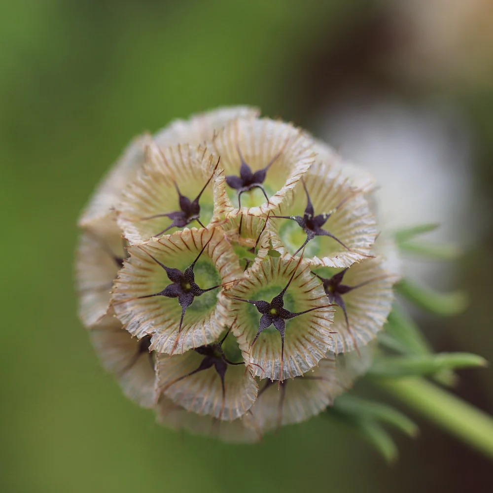 Starflower Scabiosa/Pincushion Flower Seeds - Image 4