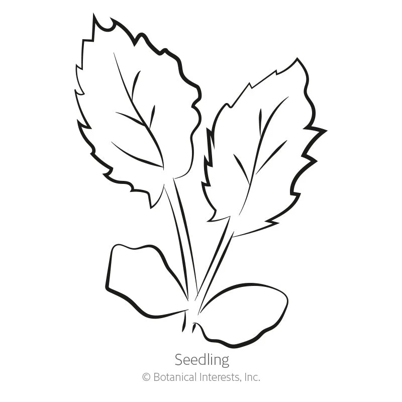 Steel Blue Sea Holly Seeds - Image 2