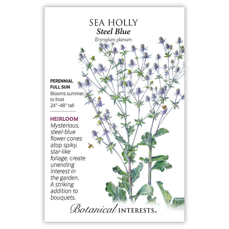 Steel Blue Sea Holly Seeds - Image 3