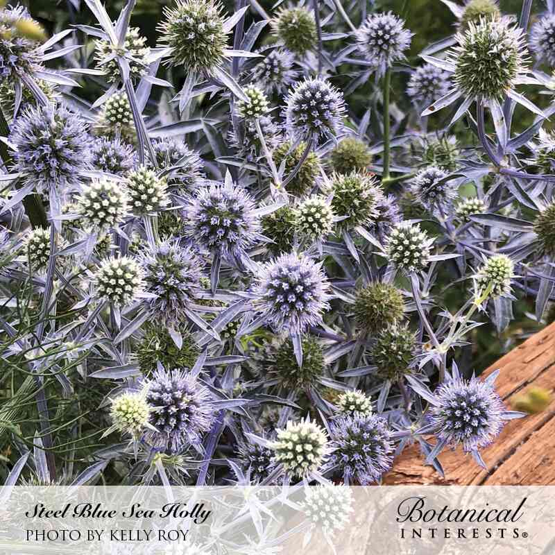 Steel Blue Sea Holly Seeds - Image 4