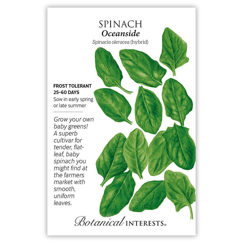 Oceanside Spinach Seeds - Image 3