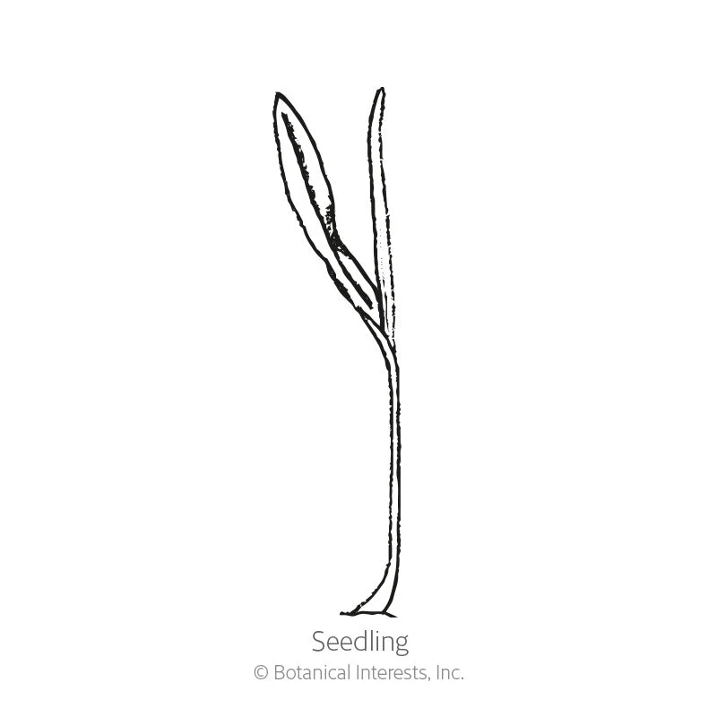 Strawberry Popcorn Corn Seeds - Image 2
