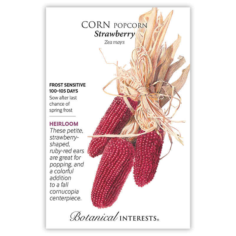Strawberry Popcorn Corn Seeds - Image 3